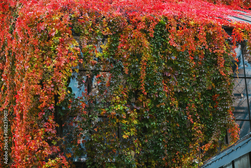 Tableau sur toile Building wall covered by vibrant red and green autumn ivy leaves, cascading foli