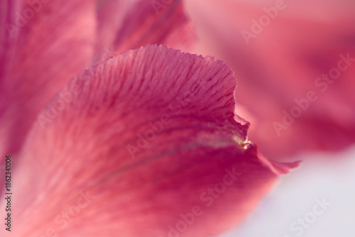 Φωτογραφία Smoke selective soft focus red, pink Flower Petals