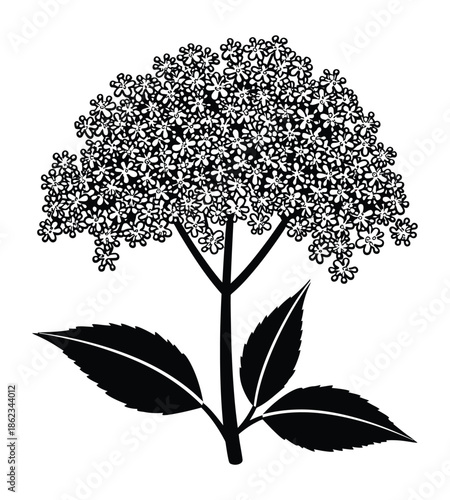 Black and white silhouette illustration of a flowering plant with a dense cluster of small blossoms and broad leaves.