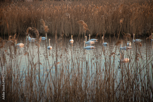 Beautiful white swans swimming on a calm pond at sunrise. Misty morning landscape.
