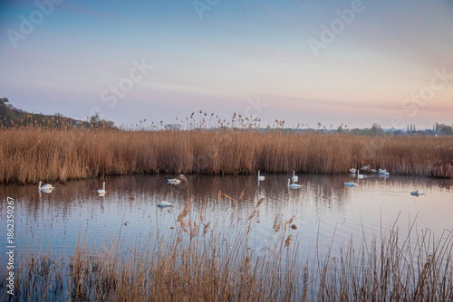 Beautiful white swans swimming on a calm pond at sunrise. Misty morning landscape.