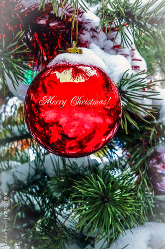 Wallpaper Mural A bright red ball on a spruce branch. Torontodigital.ca