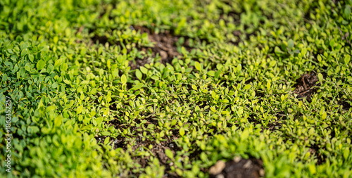 Fotografie Young green seedlings growing densely across fertile soil surface