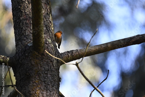 vista de un petirrojo en un pino