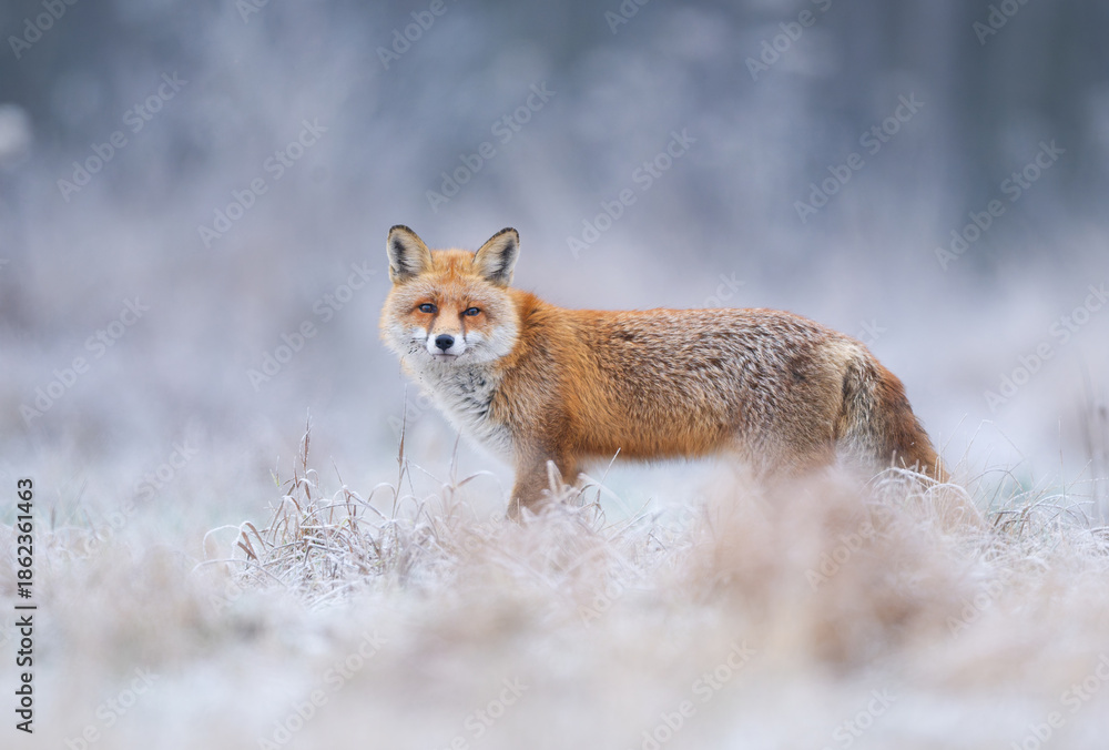 Fototapeta premium Red fox ( Vulpes vulpes ) in winter scenery