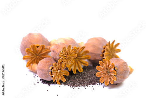 Getrocknete Mohnkapseln mit Samen vor weißem Hintergrund