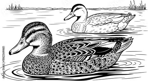 Two ducks swimming in water with one duck having detailed feathers in black and white illustration editable vector
