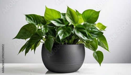 lush green pothos plant with modern dark gray pot against a white background