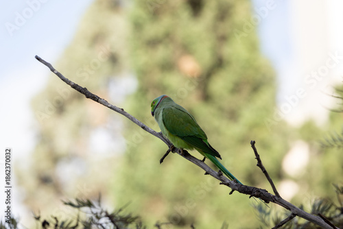 Wallpaper Mural blue and green parrot Torontodigital.ca