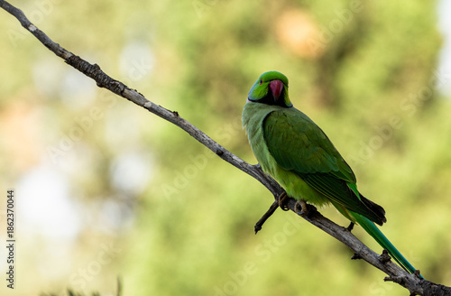 Wallpaper Mural blue and green parrot Torontodigital.ca