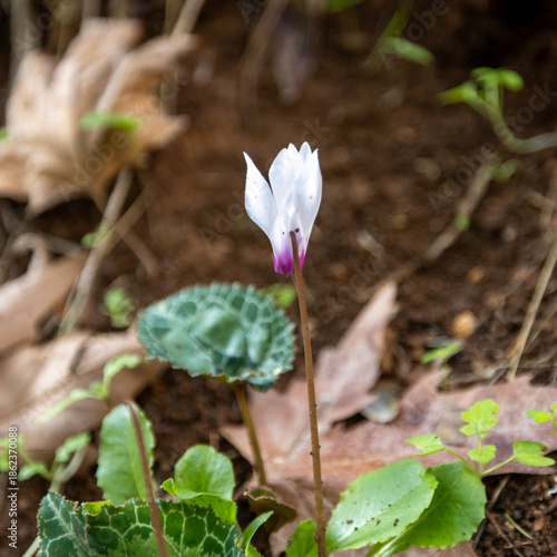 Wallpaper Mural first spring flowers Torontodigital.ca