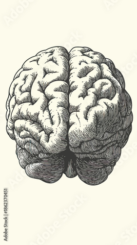 Top view detailed vintage hand drawn brain illustration with engraved style showing cerebral cortex anatomy on white background for science and medical concepts