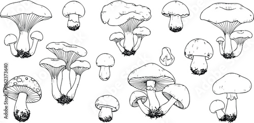 Collection of hand-drawn illustrations depicting various species of mushrooms in black and white