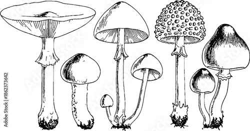 Collection of various wild mushroom species illustrated in a detailed sketch style