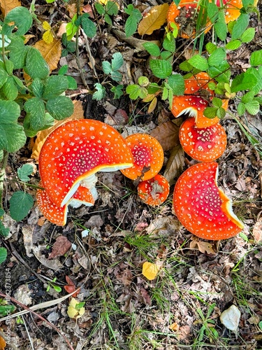 Group of fly agaric fungi in woodland setting