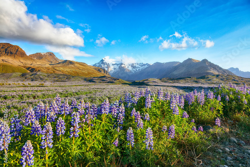Wallpaper Mural Ramarkable view of Typical Icelandic landscape with field of blooming lupine flowers next to the mountains Torontodigital.ca