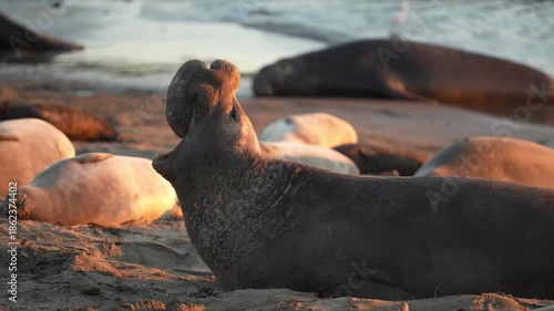 A male northern elephant seal communicating during breeding season 