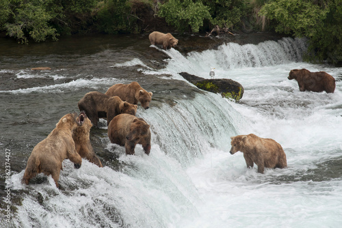 Grizzly Bears at Brooks Falls