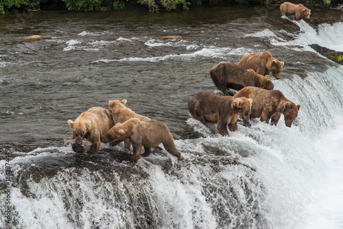 Grizzly Bears at Brooks Falls