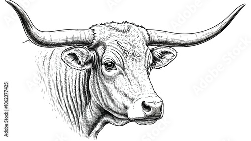 Detailed pencil portrait of a longhorn bull head