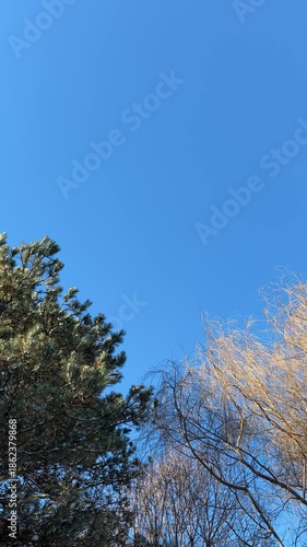 Wallpaper Mural Clear blue winter sky framed by evergreen and bare tree branches, gentle movement Torontodigital.ca
