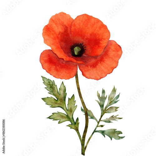Watercolor red poppy flower with two leaves, delicate hand painted botanical illustration