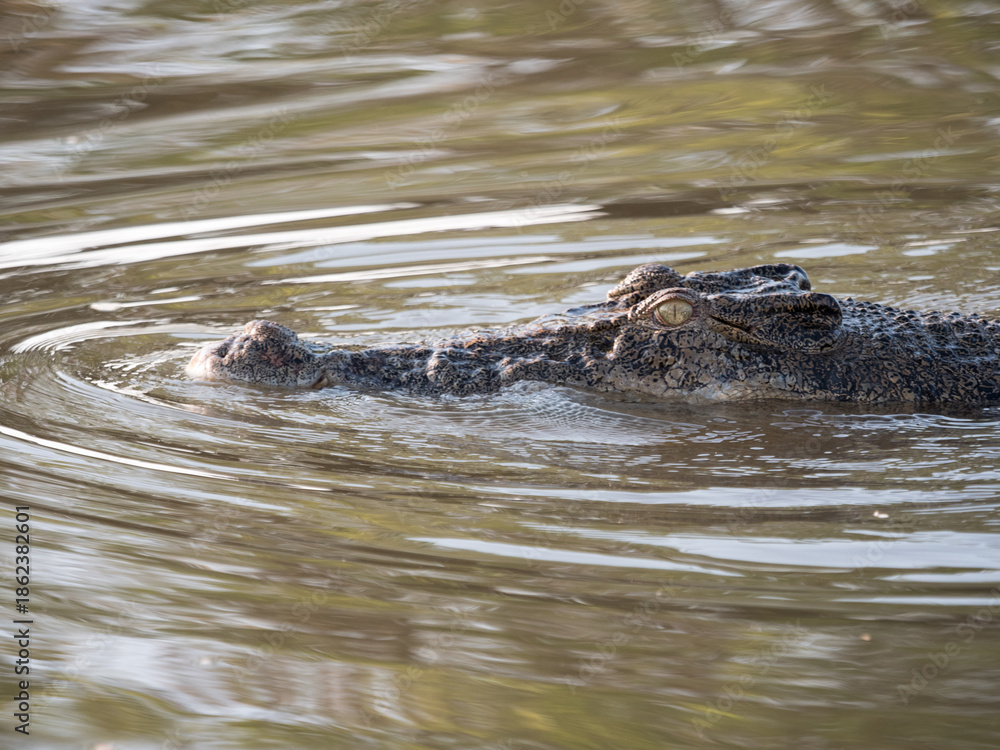 Fototapeta premium A saltwater crocodile swimming in a billabong