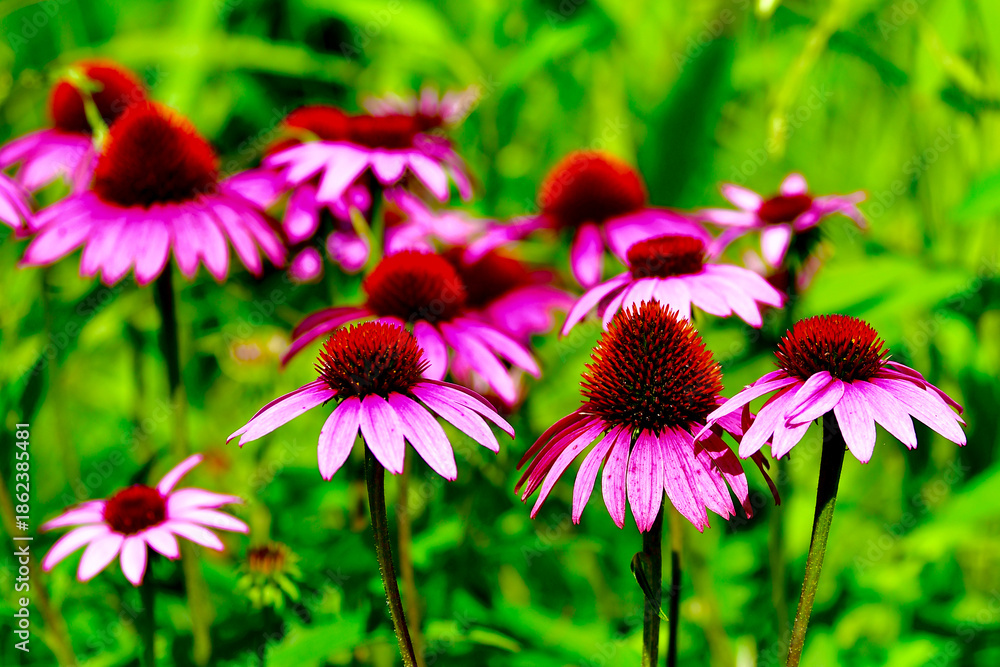 Fototapeta premium purple coneflowers