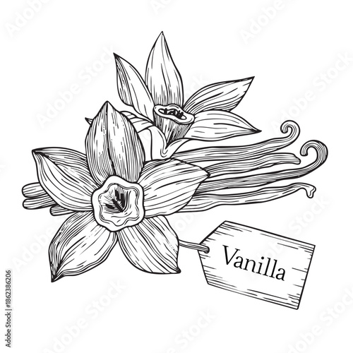 Hand-drawn blooming vanilla flowers and vanilla pods composition, graphic botanical detailed sketch on white background
