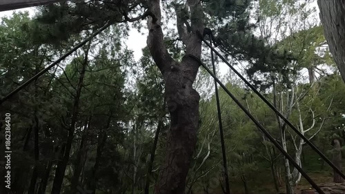Ancient Trees Supported by Rods at Summer Palace, Beijing, China | Historic Garden & Nature Footage