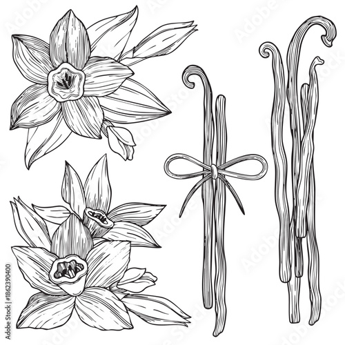Hand-drawn blooming vanilla flowers and leaves and vanilla pods compositions, graphic botanical detailed sketch