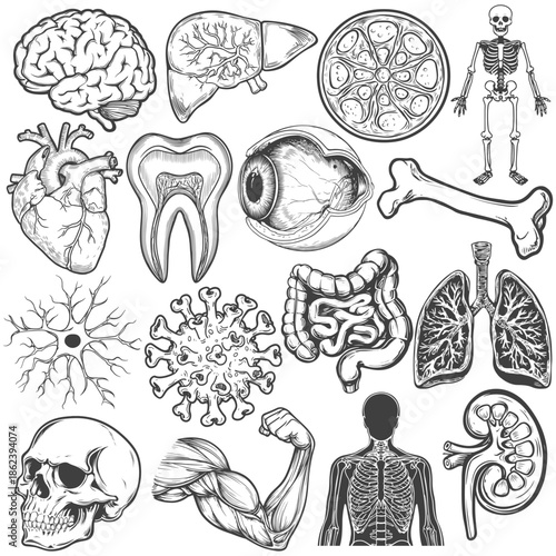 Set of vector symbols related to the human body and anatomy.