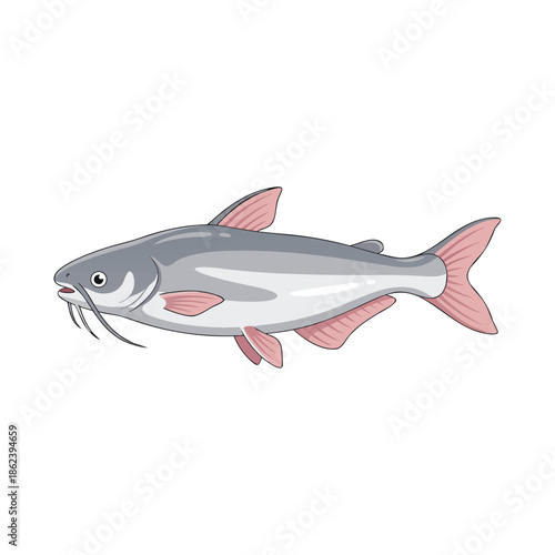 Illustration of a Catfish swimming.