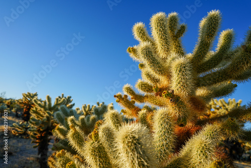 Foto cholla garden in joshua tree