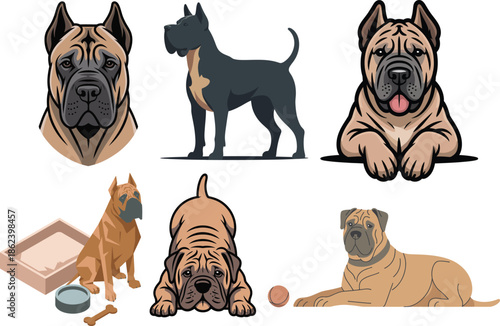 Presa canario strong dogs in various poses with food and resting