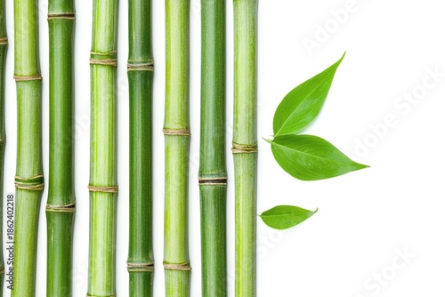 Natural bamboo stalks with green leaves on a white background