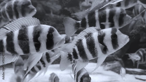 Beautiful zebra fish with black and white stripes swimming underwater. Peaceful aquarium scene, exotic tropical fish, marine life and underwater nature harmony.
