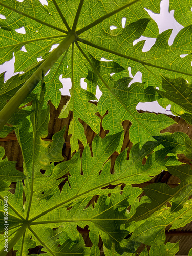 Papaya leaves exhibiting yellowing caused by environmental stress showing natural leaf variation
