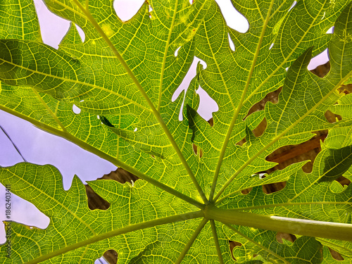directly, exposed, freshness, growing, horticulture, papaya, nature, sun, nourishment, pattern, vitamin, plantation, peru, jungle, canopy, vibrant, botany, outdoors, healthy, greenery, sky, tree branc
