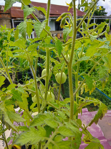 green tomatoes in a greenhouse