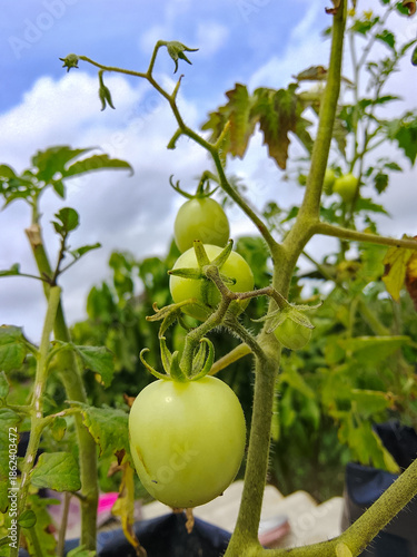 fresh cherry tomatoes in the garden behind the house