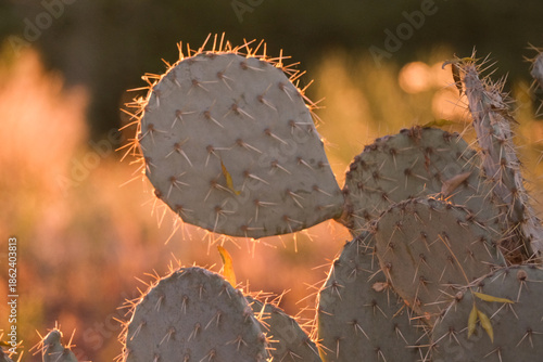 close up of a prickly pear cactus in the morning sun