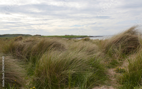 Coastal Dunes Landscape with Tall Grass – Bamburgh Castle - England