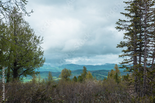 Scenic mountain top view from lush thickets between coniferous trees to hilly forest vastness under rainy cloudy sky. Dramatic alpine scenery with silhouettes of woody hills far away in low clouds.