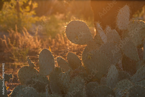 Prickly pear cactus glowing in the golden sun