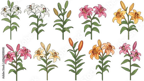Collection of various colored lily flowers and buds
