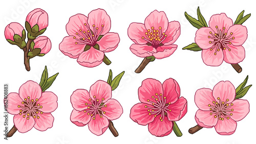 Collection of pink cherry blossom flowers and buds in various stages of bloom