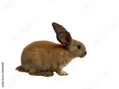 Small Brown Rabbit Isolated on a Black Background Studio Shot