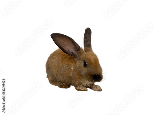 Brown Rabbit Sitting Isolated On Black Background Studio Shot
