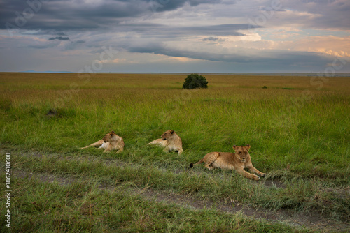 A pride of lions photographed on an African Safari